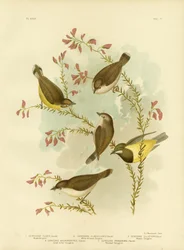 Gerygone brun, 1891